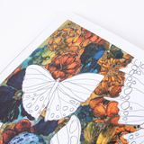 Vlinders tekenen, krabbelen en kleuren 4