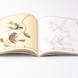 Audubon vogels kleurboek 3