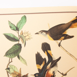 Audubon vogels kleurboek 5