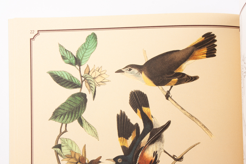 Audubon vogels kleurboek 5