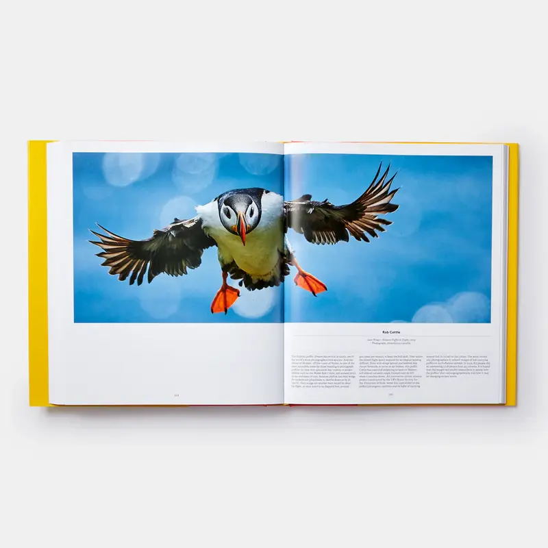 Bird 8